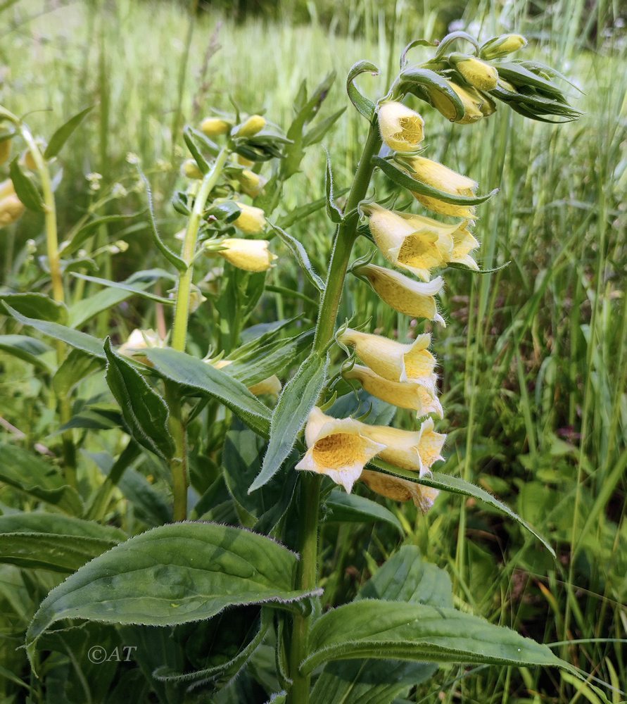 Изображение особи Digitalis grandiflora.