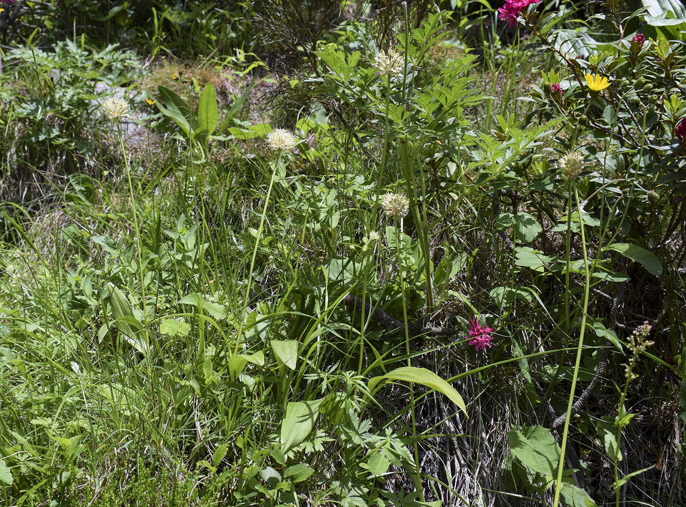 Image of Allium victorialis specimen.