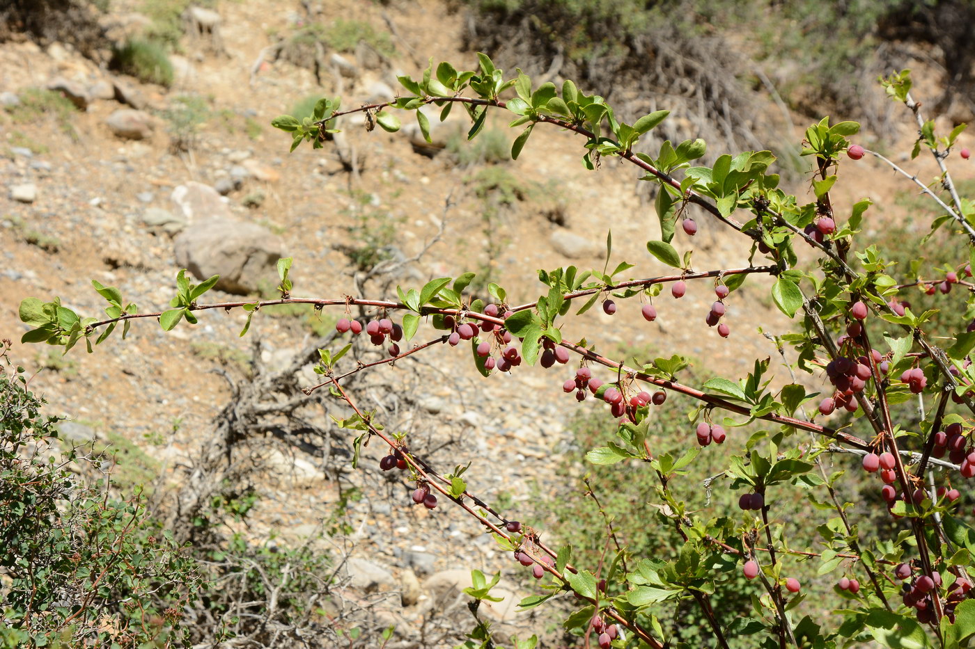 Изображение особи Berberis sphaerocarpa.