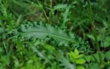 Rumex crispus. Лист. Карелия, о-в Валаам, опушка смешанного леса. 21.06.2012.