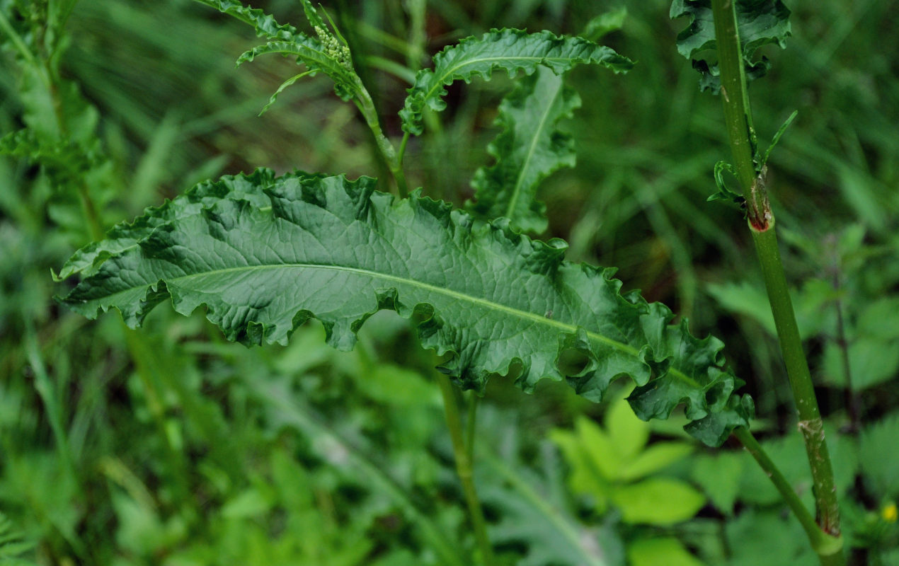 Изображение особи Rumex crispus.