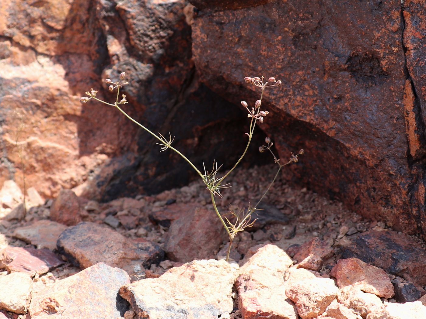 Image of Bunium angrenii specimen.