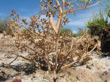 Ferula canescens. Прикорневая часть плодоносящего растения. Восточный Казахстан, Зайсанская котловина, ур. Кеин-Кериш, пестроцветы. 2 июля 2024 г.