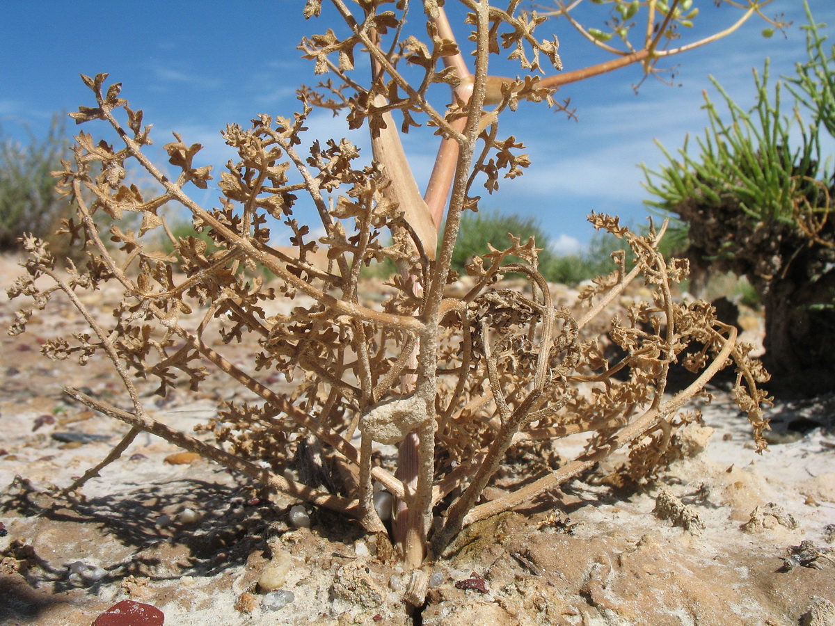 Изображение особи Ferula canescens.