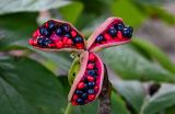 Paeonia obovata. Раскрывшийся плод. Сахалин, г. Южно-Сахалинск, горнолыжный комплекс \"Горный воздух\", опушка смешанного леса. 25.08.2023.