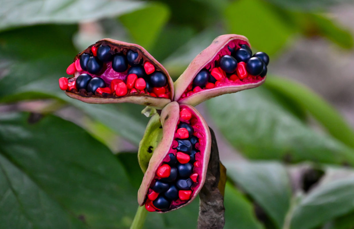 Image of Paeonia obovata specimen.