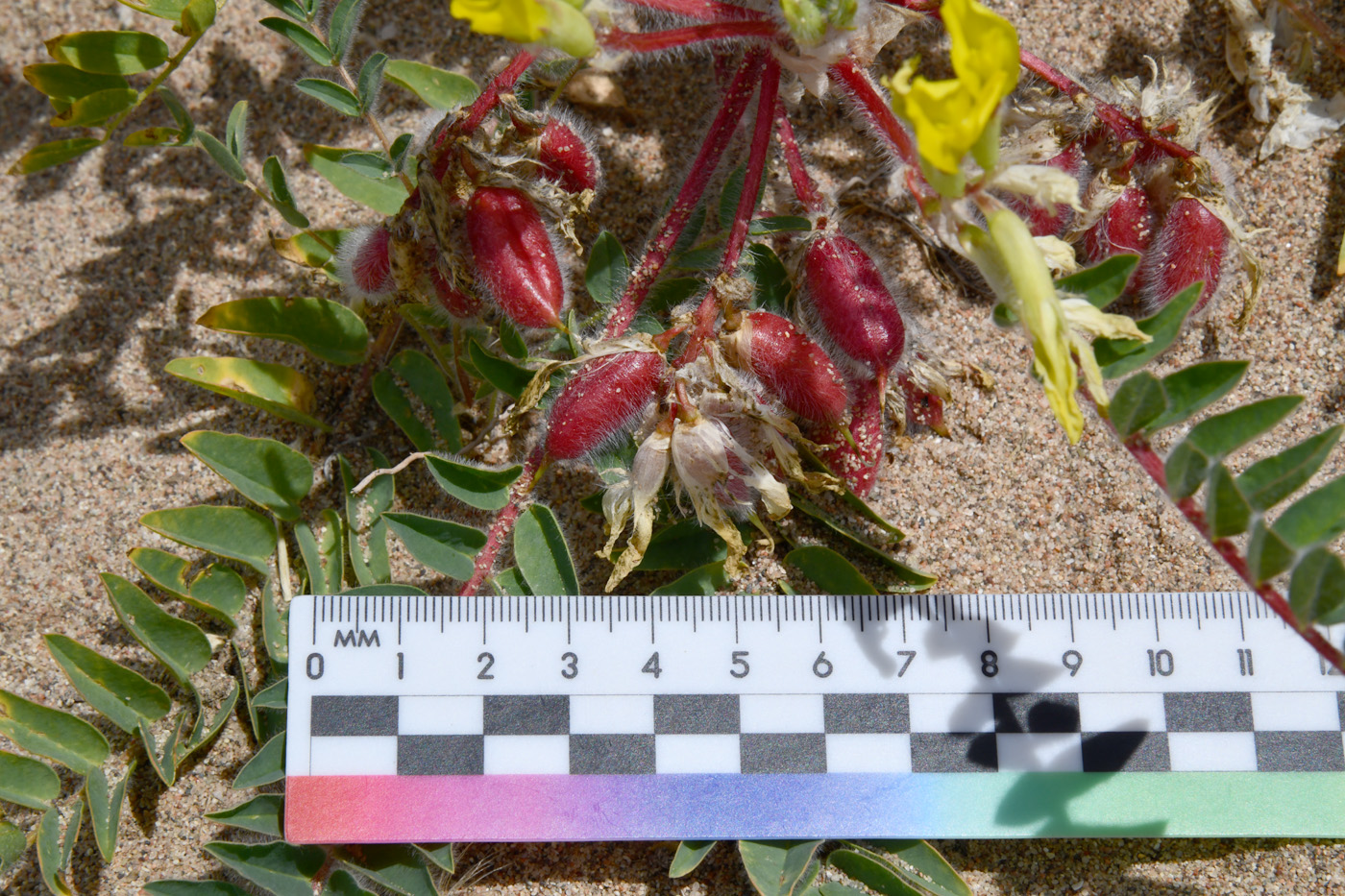 Image of Astragalus rubtzovii specimen.