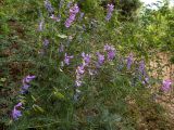 Vicia elegans. Цветущие и плодоносящие растения в сообществе с Hippocrepis emeroides. Крым, Южный Берег, южн. склон горы Аю-Даг, возле туристической тропы. 25.05.2024.