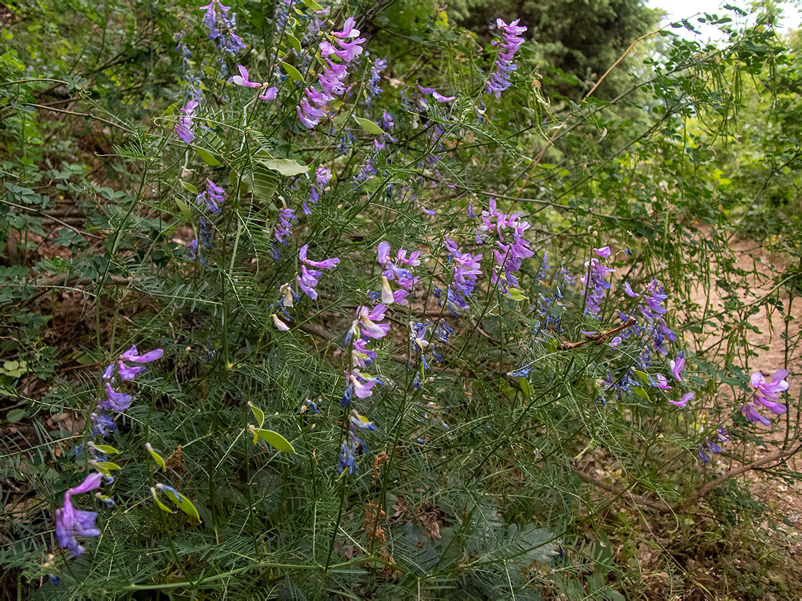 Image of Vicia elegans specimen.