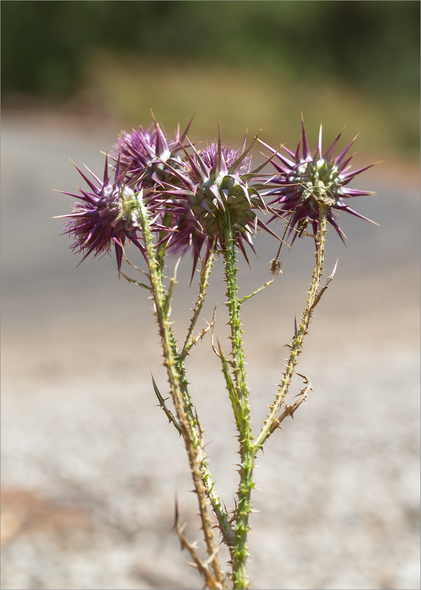 Image of Onopordum boissierianum specimen.