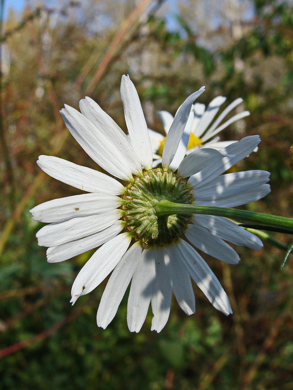 Image of Tripleurospermum inodorum specimen.