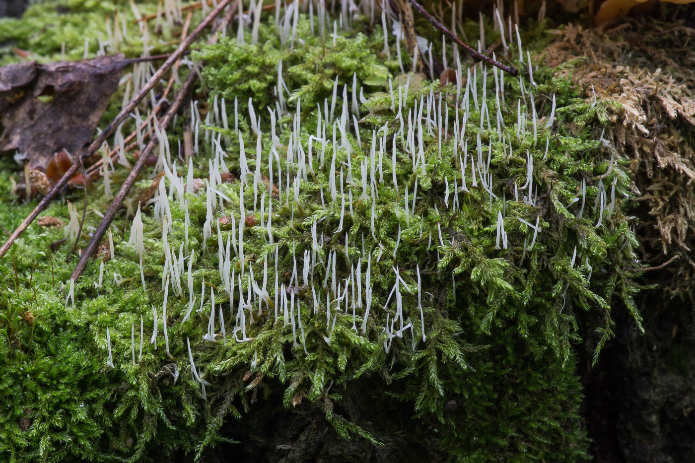 Изображение особи Sanionia uncinata.