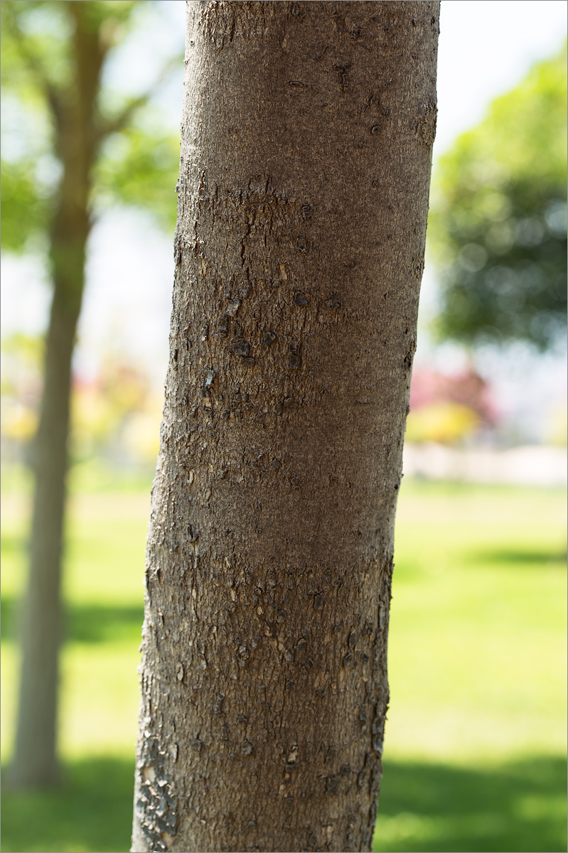 Image of Jacaranda mimosifolia specimen.