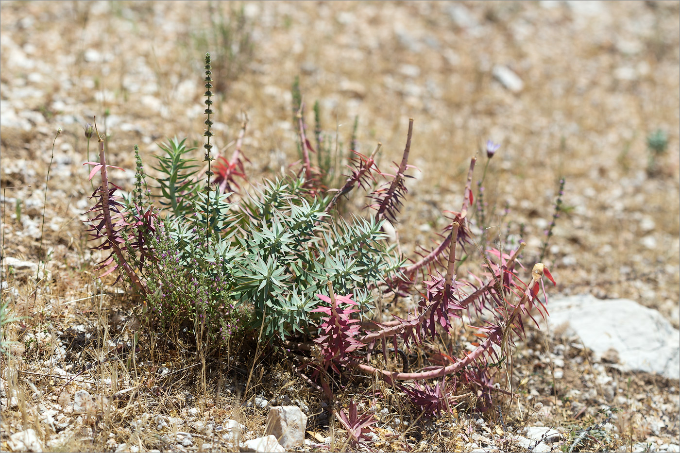 Изображение особи Euphorbia rigida.