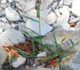 Смотреть изображение Setaria viridis