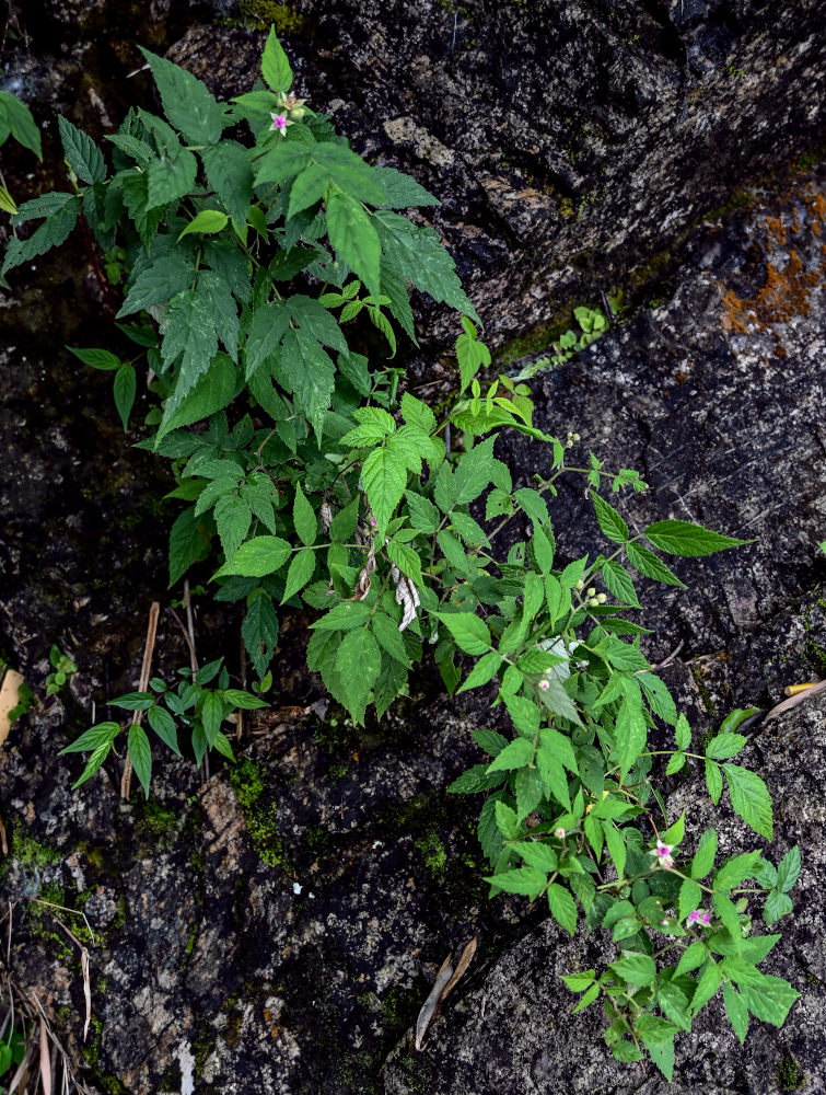 Image of Rubus niveus specimen.