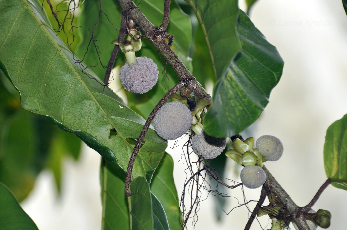 Изображение особи Poikilospermum suaveolens.