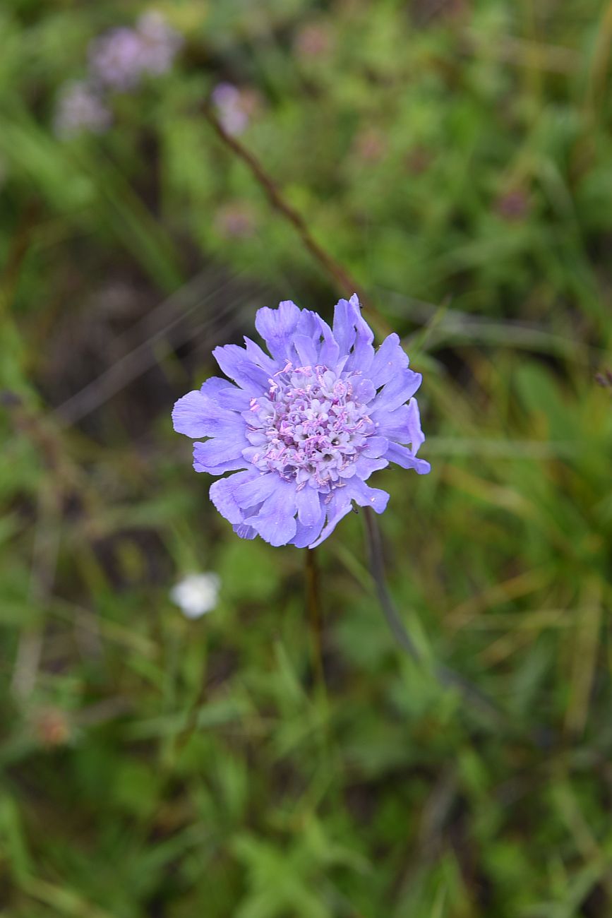 Изображение особи семейство Dipsacaceae.