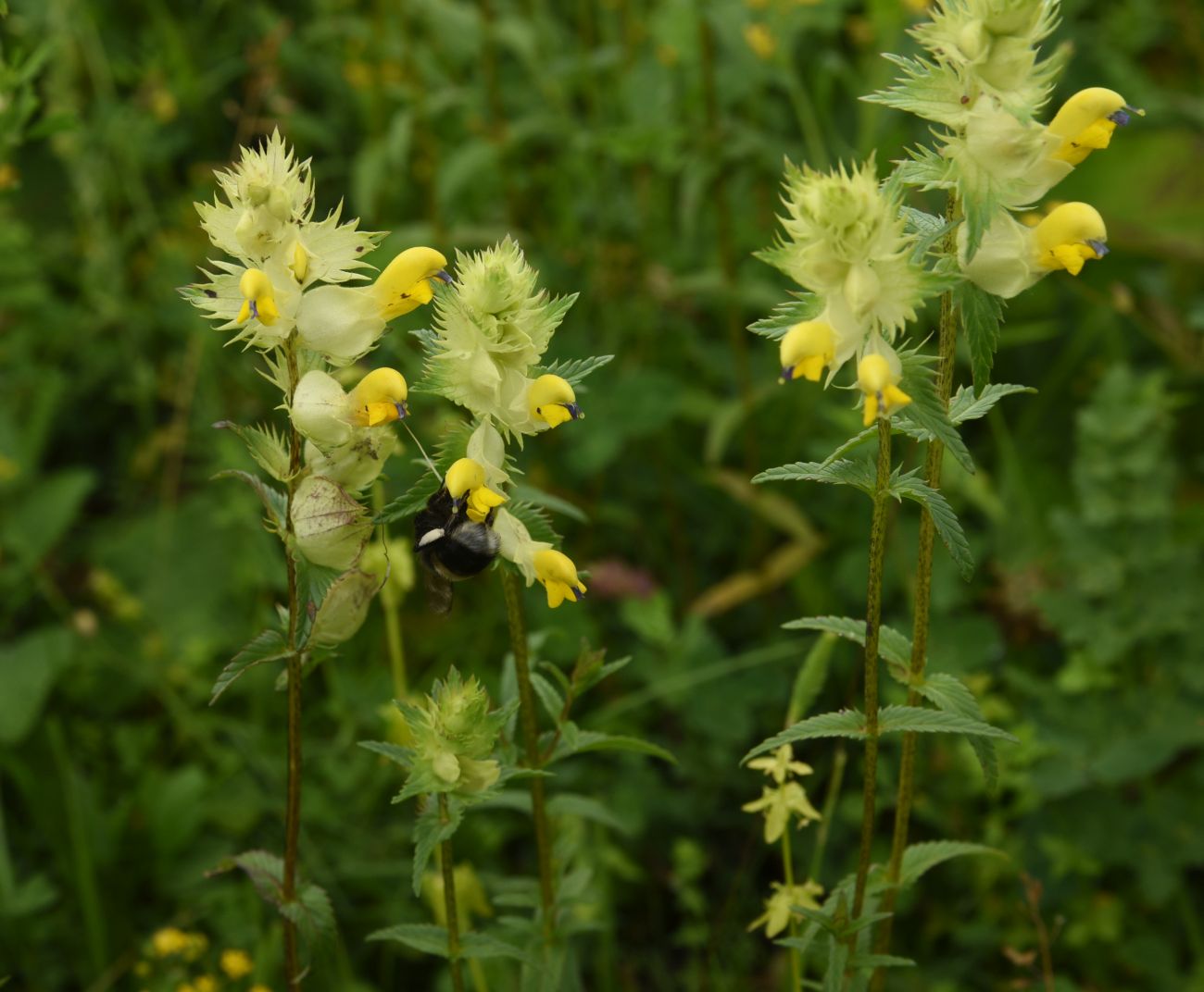 Изображение особи Rhinanthus vernalis.
