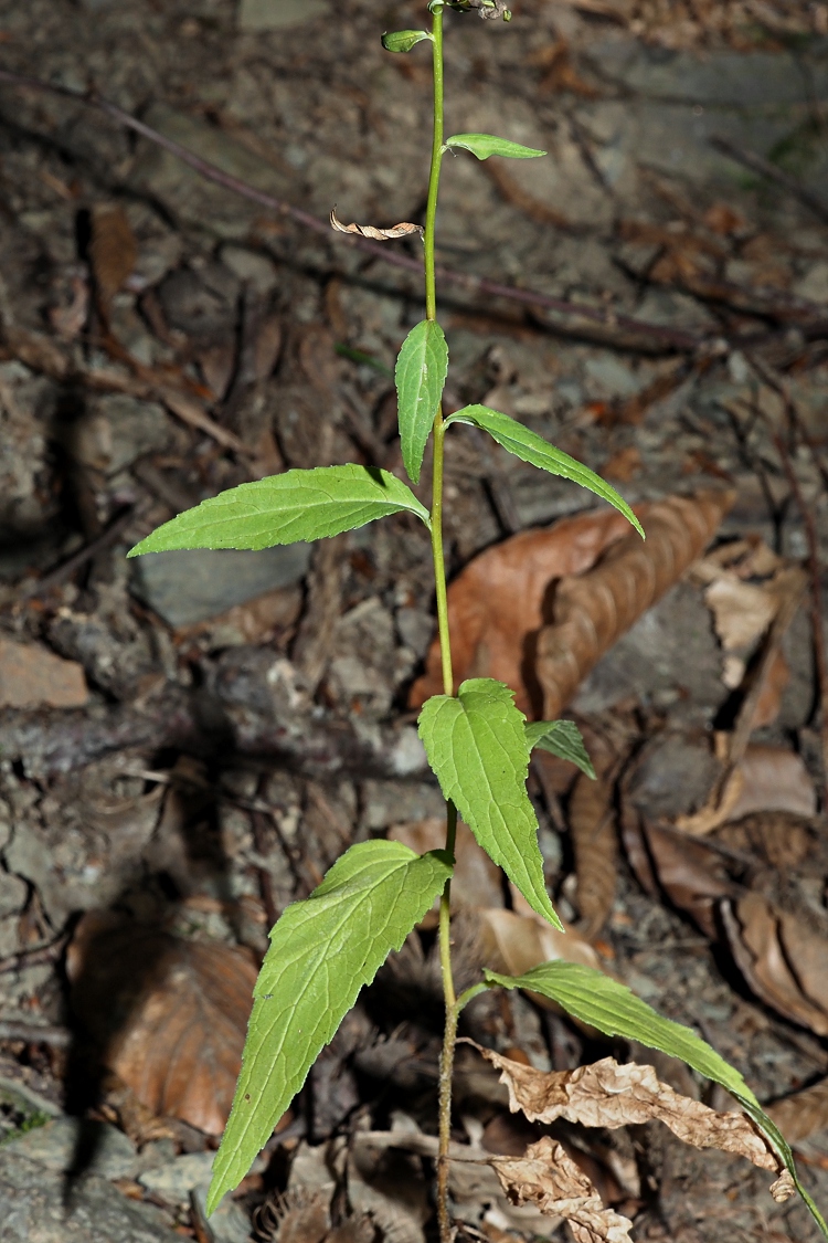 Image of Campanula rapunculoides specimen.