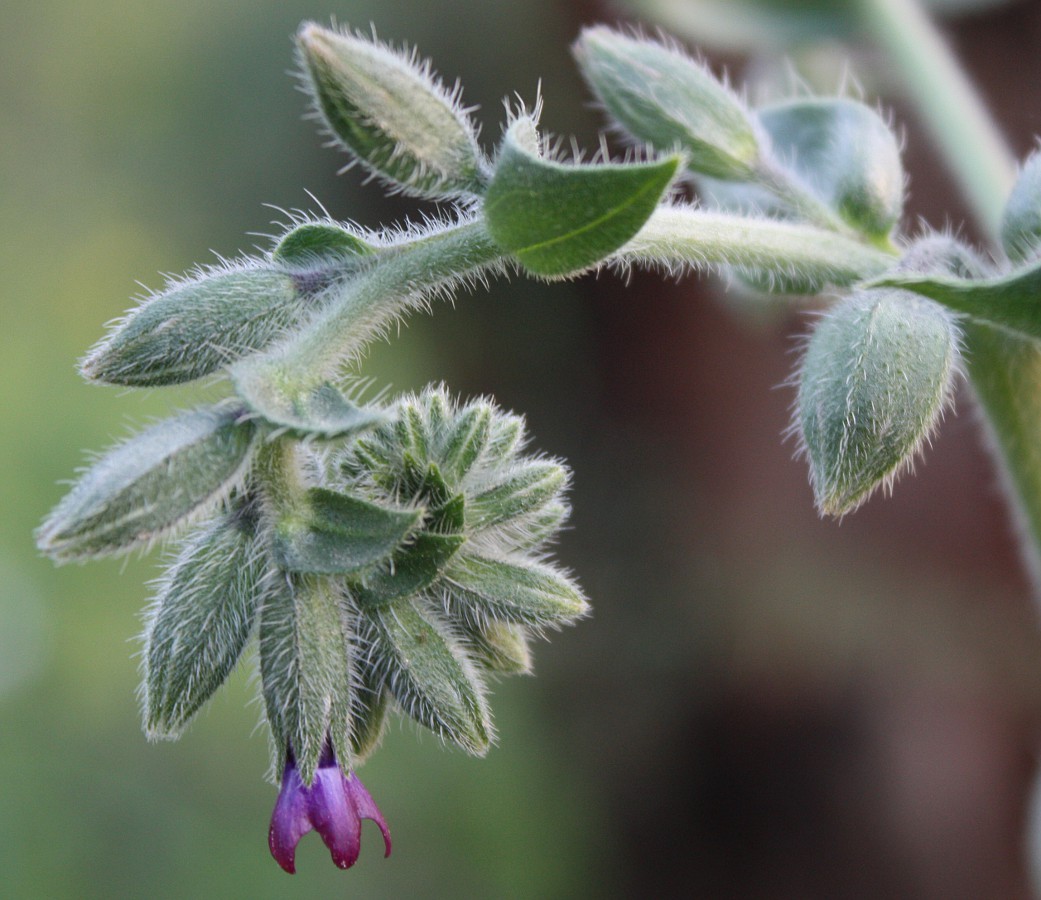 Изображение особи Anchusa undulata.