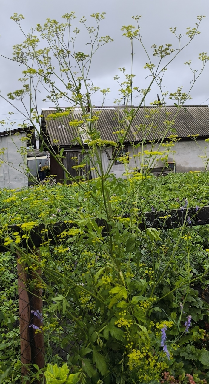 Изображение особи Pastinaca sylvestris.