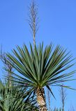 род Yucca