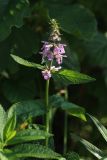 View full-size image Stachys palustris