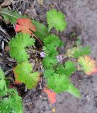 View full-size image Geranium pusillum