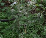 Смотреть изображение Abies sibirica