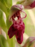 Anacamptis подвид fragrans