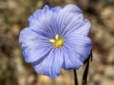 Смотреть изображение Linum squamulosum
