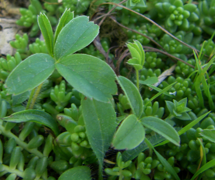 Image of Potentilla montana specimen.