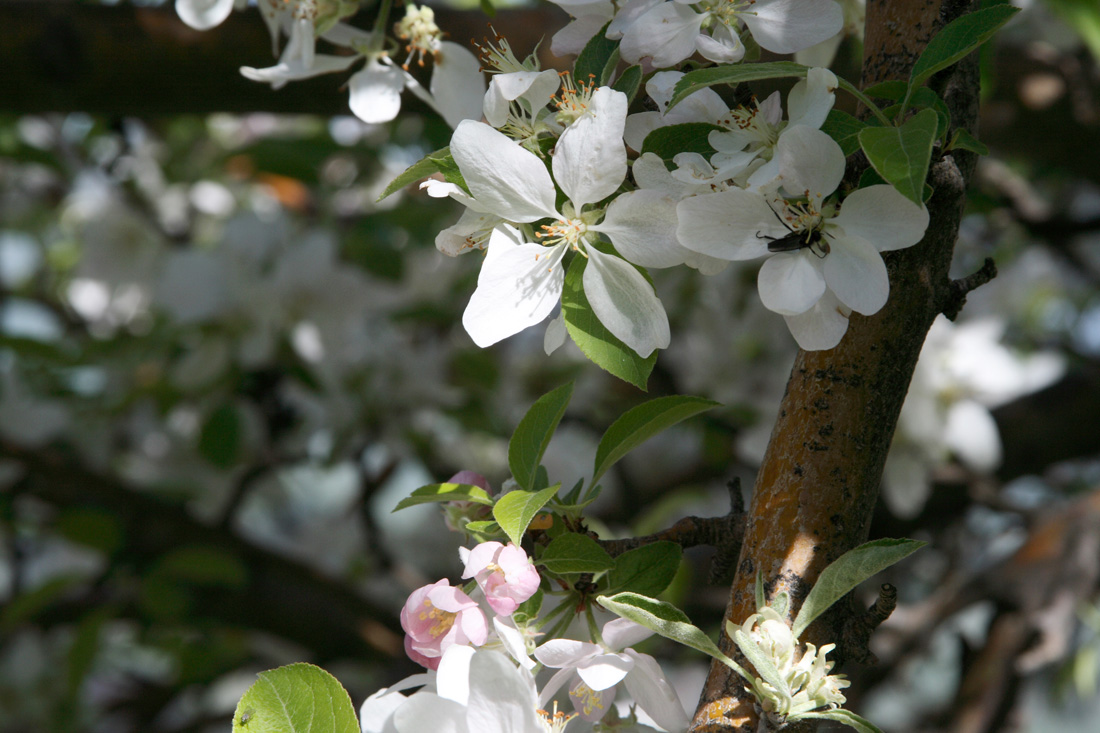 Image of Malus sieversii specimen.