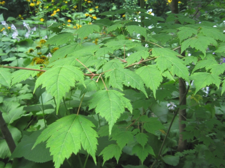 Image of Acer barbinerve specimen.