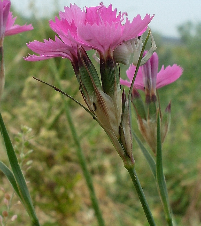 Image of Dianthus capitellatus specimen.