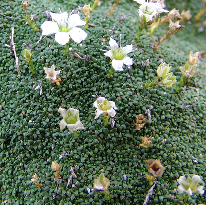 Image of Gypsophila imbricata specimen.