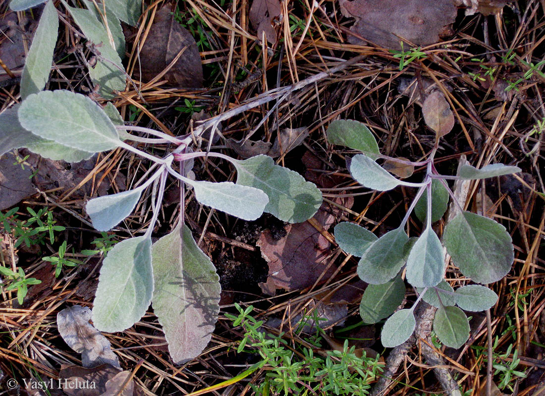 Image of Veronica incana specimen.