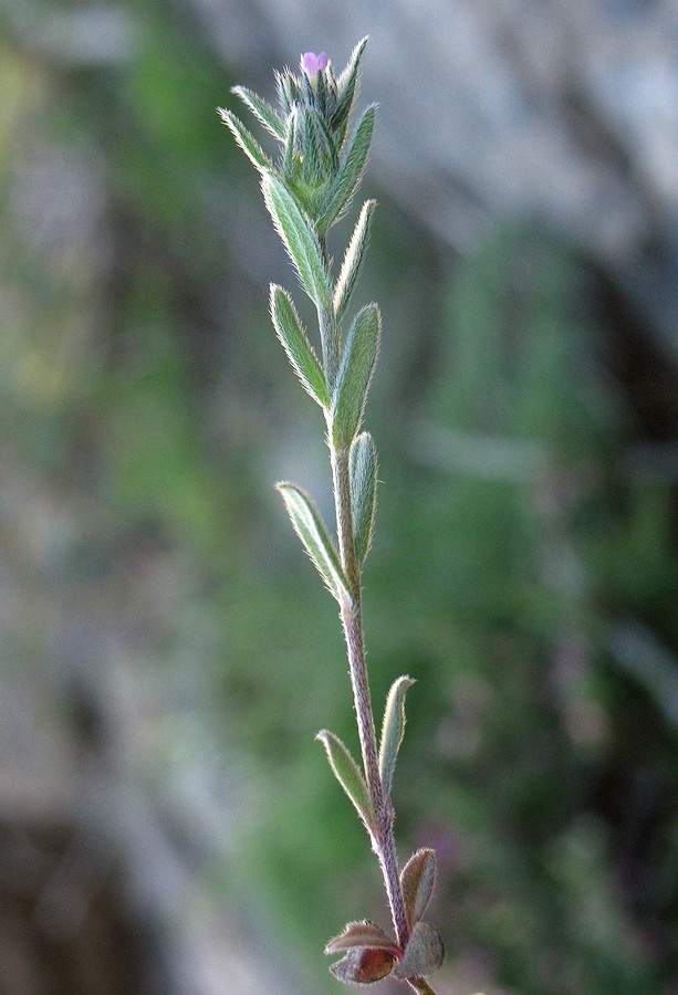 Image of Buglossoides arvensis specimen.