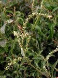 Atriplex sagittata. Верхушка побега с соцветиями и соплодиями. Крым, Севастополь, окр. бухты Казачья. 1 декабря 2011 г.