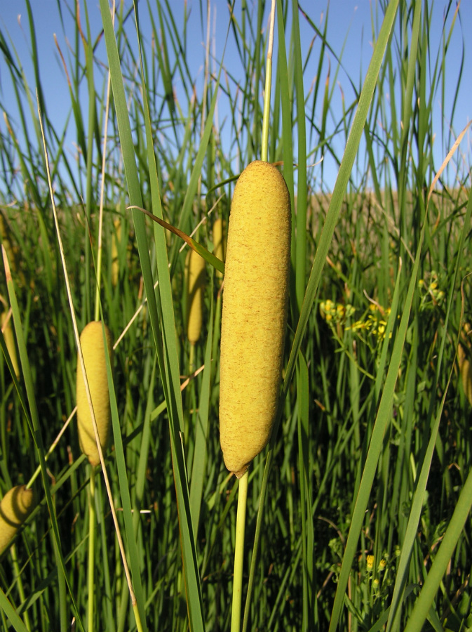 Image of Typha tichomirovii specimen.