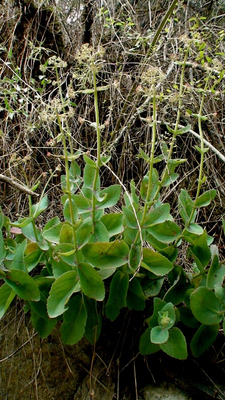 Image of Hylotelephium caucasicum specimen.