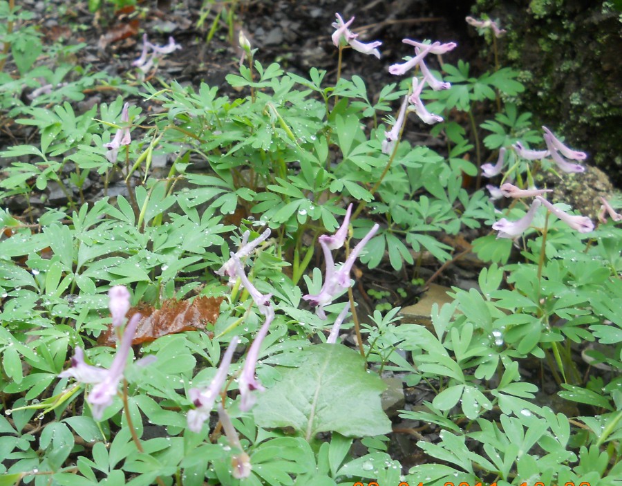 Изображение особи Corydalis paczoskii.