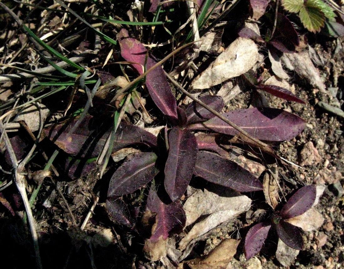 Image of Pilosella czerepninii specimen.