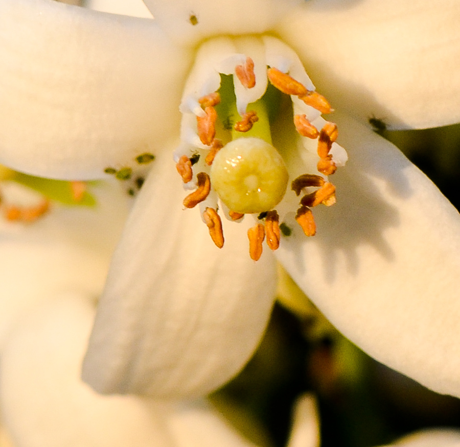 Image of Citrus sinensis specimen.