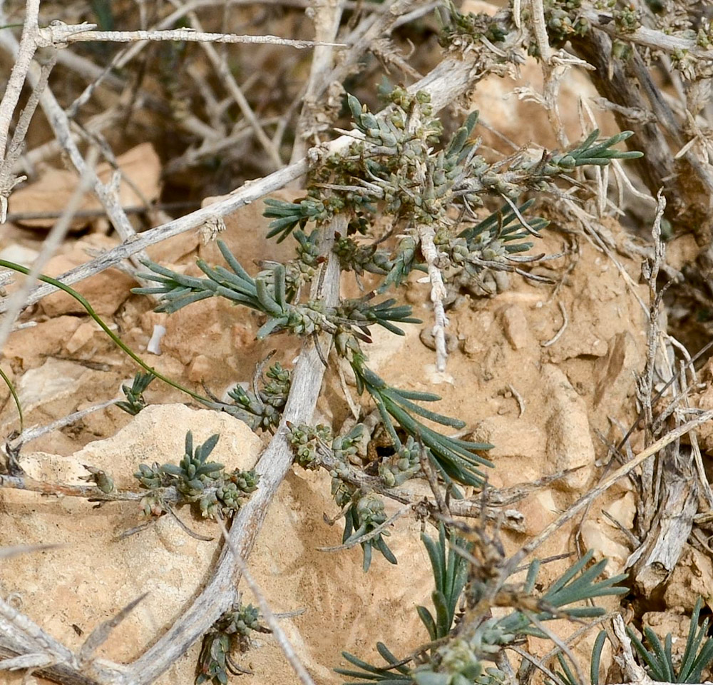 Image of Noaea mucronata specimen.