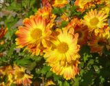 Chrysanthemum indicum. Соцветия. Черноморское побережье Кавказа, г. Новороссийск, в культуре. 9 декабря 2010 г.