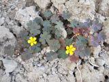 Oxalis corniculata. Цветущее растение. Крым, Ялта. 21 мая 2012 г.