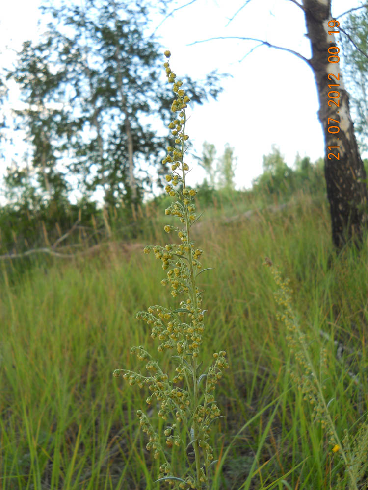 Image of Artemisia latifolia specimen.