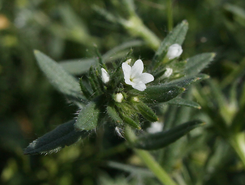 Image of Buglossoides arvensis specimen.